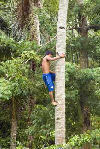 coconut tree climber-AsiaPhotoStock