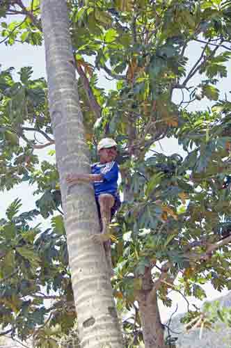 climbing coconut tree-AsiaPhotoStock