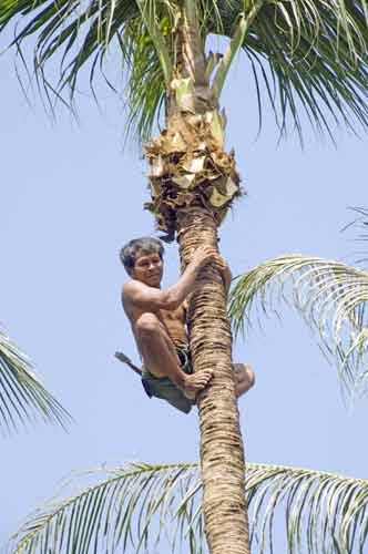 tree pruner-AsiaPhotoStock