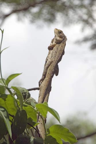 hanging on lizard-AsiaPhotoStock