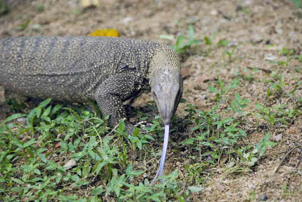 clouded monitor-AsiaPhotoStock