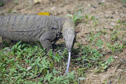 clouded monitor-AsiaPhotoStock