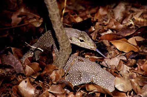 juvenile clouded monitor-AsiaPhotoStock