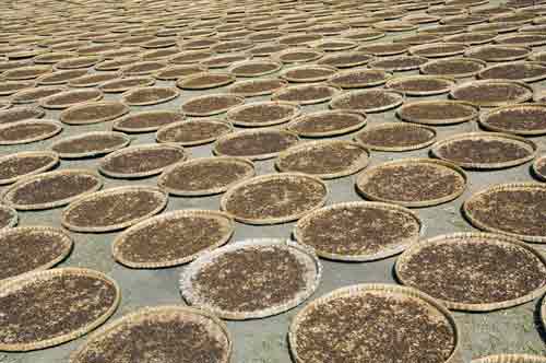 clove trays-AsiaPhotoStock