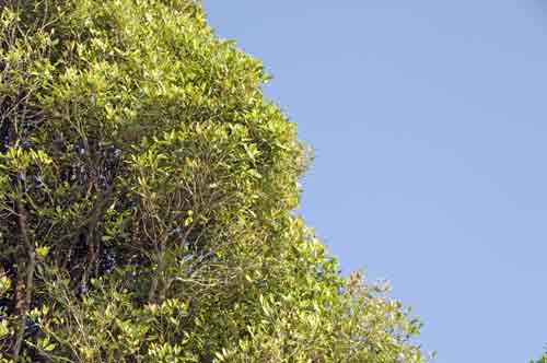 clove tree-AsiaPhotoStock