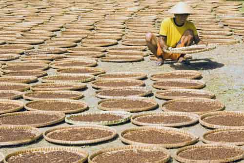 cloves spices-AsiaPhotoStock