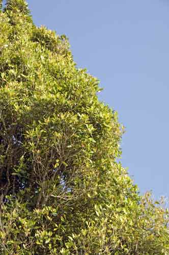 cloves tree-AsiaPhotoStock