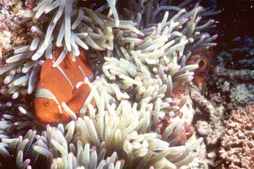 red clown fish-AsiaPhotoStock