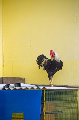 cock yellow wall-AsiaPhotoStock