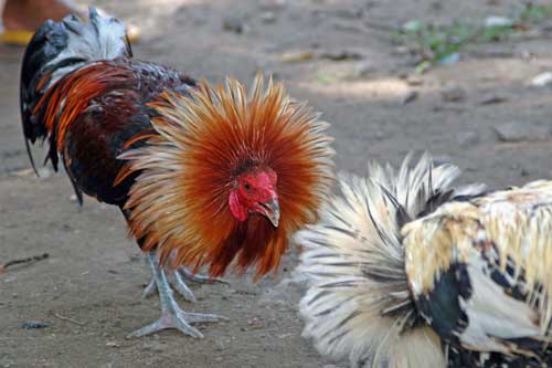 cock fighting bali-AsiaPhotoStock