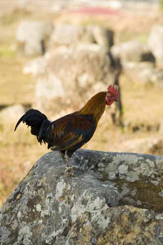 cock jar-AsiaPhotoStock