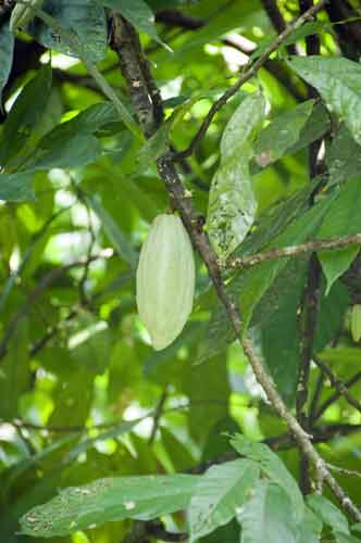 cocoa bean-AsiaPhotoStock