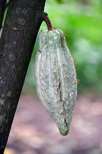 cocoa kerala-AsiaPhotoStock