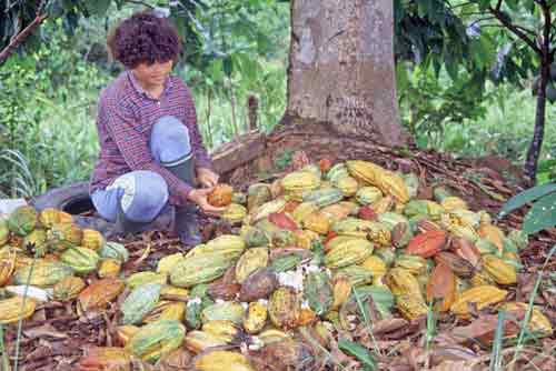 cocoa plant-AsiaPhotoStock