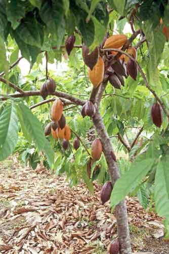 cocoa plant-AsiaPhotoStock