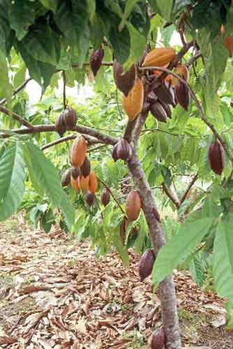 cocoa plant-AsiaPhotoStock