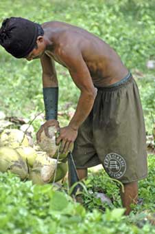 shelling coconuts-AsiaPhotoStock