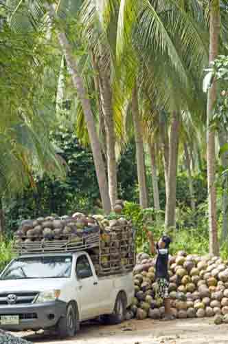 coconut factory samui-AsiaPhotoStock