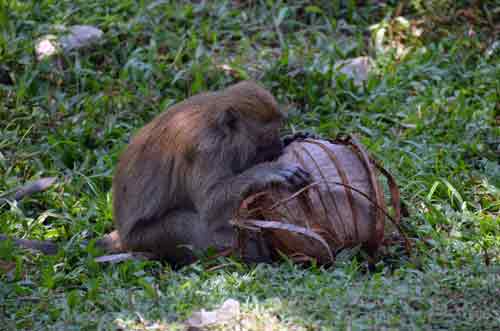 coconut malaysia-AsiaPhotoStock