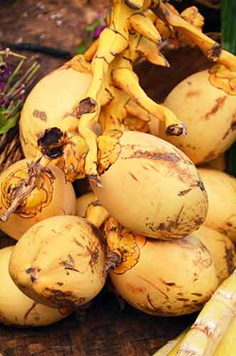 coconut offerings bali-AsiaPhotoStock