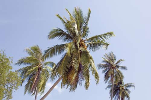 coconut trees-AsiaPhotoStock