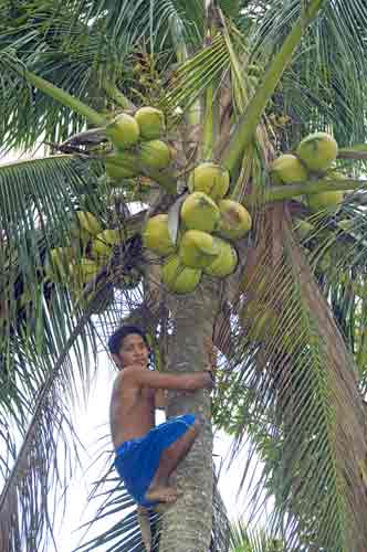 coconut collection-AsiaPhotoStock