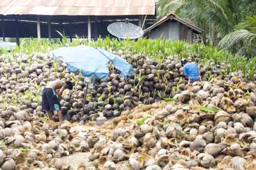 coconut piles-AsiaPhotoStock