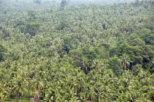 coconut trees galore-AsiaPhotoStock