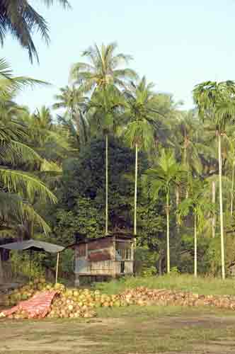 coconuts in village-AsiaPhotoStock