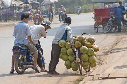 coconuts-AsiaPhotoStock