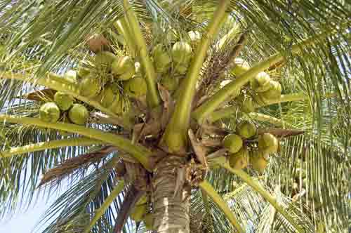 new coconuts-AsiaPhotoStock