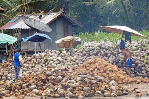 coconut factory-AsiaPhotoStock