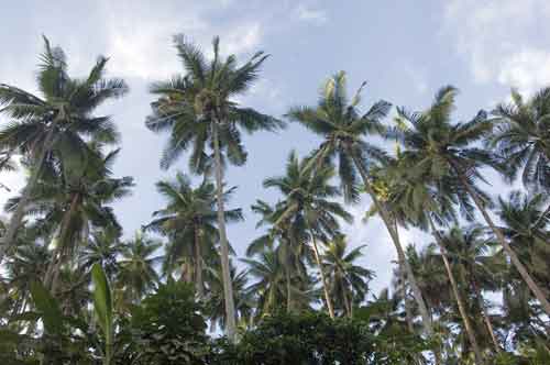 coconut tree skyline-AsiaPhotoStock