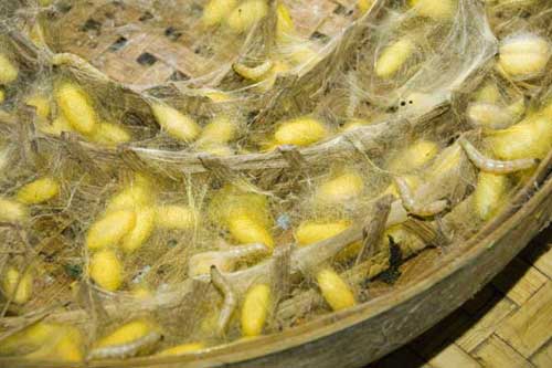 silk worm cocoons-AsiaPhotoStock