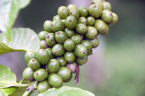 coffee plant indonesia-AsiaPhotoStock