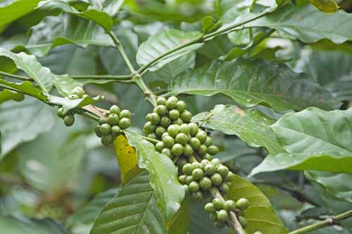 coffee plant losari-AsiaPhotoStock