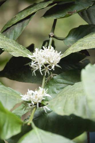 coffee flower-AsiaPhotoStock