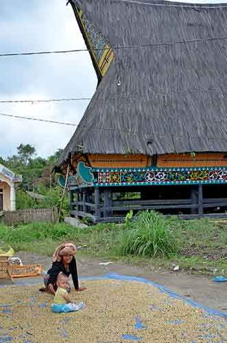 coffee lingga-AsiaPhotoStock