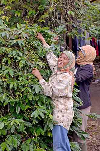 coffee picking-AsiaPhotoStock