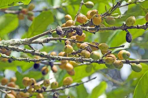 coffee plant-AsiaPhotoStock