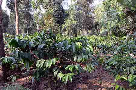 coffee plants kerala-AsiaPhotoStock