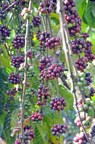 coffee tree and beans-AsiaPhotoStock