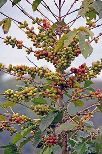 coffee tree lake toba-AsiaPhotoStock