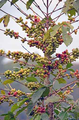 coffee trees-AsiaPhotoStock