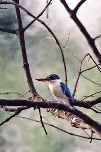 collared kingfisher-AsiaPhotoStock