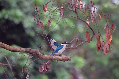 collared kingfisher pasir ris-AsiaPhotoStock