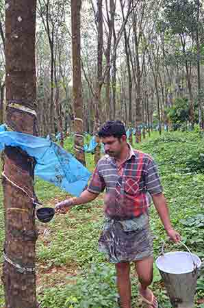 collecting rubber-AsiaPhotoStock