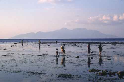 shell collecting-AsiaPhotoStock