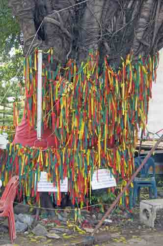 colour tree-AsiaPhotoStock