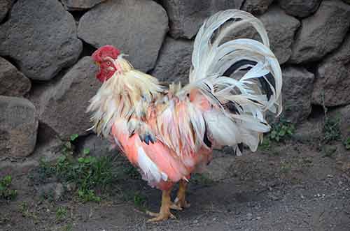 coloured chicken bali-AsiaPhotoStock